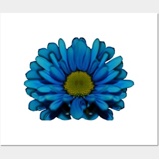 Blue Daisy Posters and Art